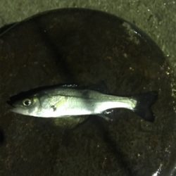 チーバスが結構