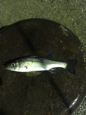 チーバスが結構