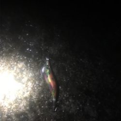 十六島アオリイカ