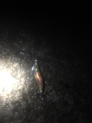 十六島アオリイカ