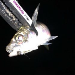 中アジ乱舞(･∀･)