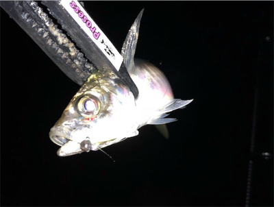 中アジ乱舞(･∀･)