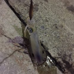 なんとか良型ゲット(๑>◡<๑)