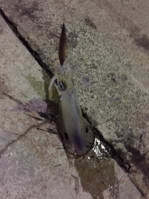 なんとか良型ゲット(๑>◡<๑)