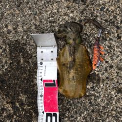 遠征エギング3日目in直江津ハッピー