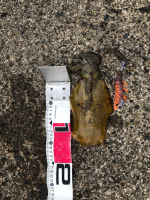 遠征エギング3日目in直江津ハッピー