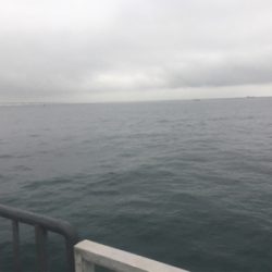 やっぱり厳しい？タチウオ