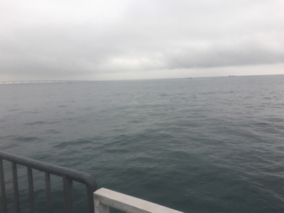 やっぱり厳しい？タチウオ