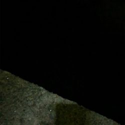 アジングでおかず狩り！