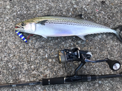 サゴシナブラ♫