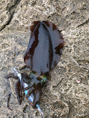 1人でもたーのしー(●￣ω￣●)ﾉ