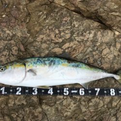 ブリ、ネリゴ、