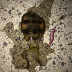 秋アオリイカ釣果