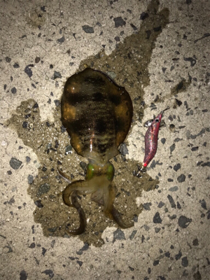 秋アオリイカ釣果