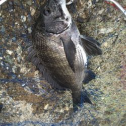 カニで落とし込み