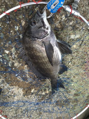 カニで落とし込み