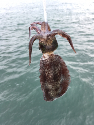 明石でエギング