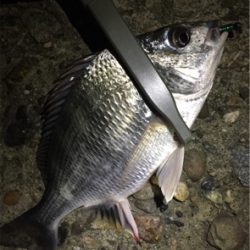 キチニングと海底掃除