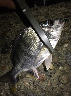 キチニングと海底掃除