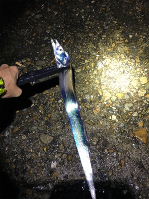 久しぶりにタチウオGET(^｡^)