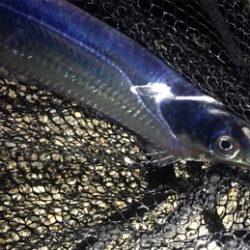 タチウオばかり