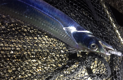 タチウオばかり