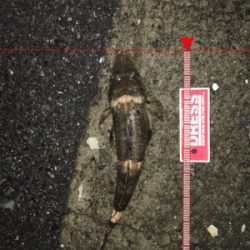 ベイトっ気はあるのだが