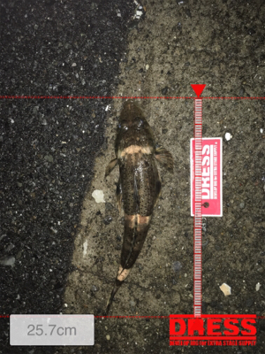 ベイトっ気はあるのだが