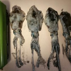 アオリイカ調査