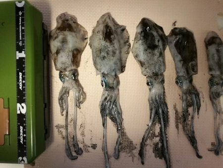 アオリイカ調査