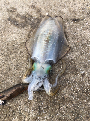 しまなみエギング ちょいサイズアップ