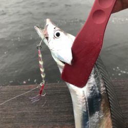 ジグ○ワインド×テンヤ○