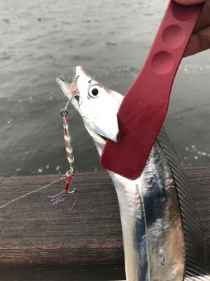 ジグ○ワインド×テンヤ○