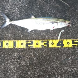 タチ、サゴ、アジ、サバ