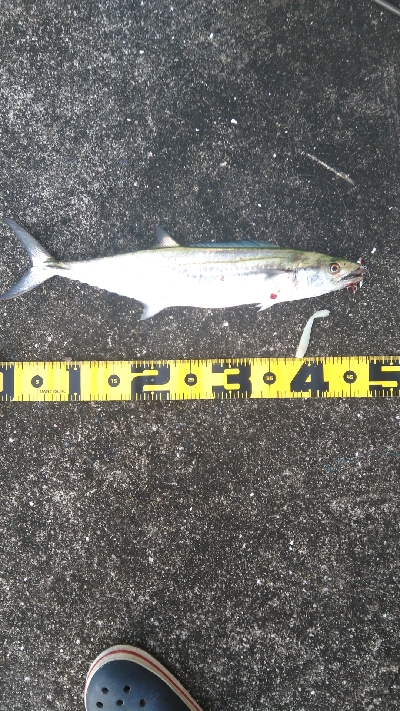 タチ、サゴ、アジ、サバ