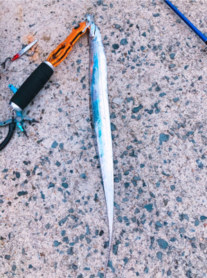 タチウオ 釣れたよ♩