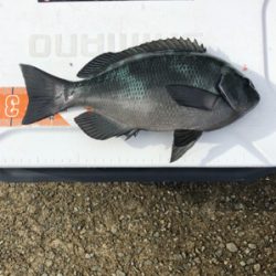 洲本でグレ&チヌ