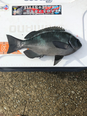 洲本でグレ&チヌ