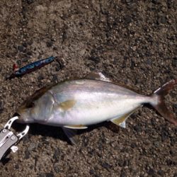 30cmアカヒラ、40cmサゴシ