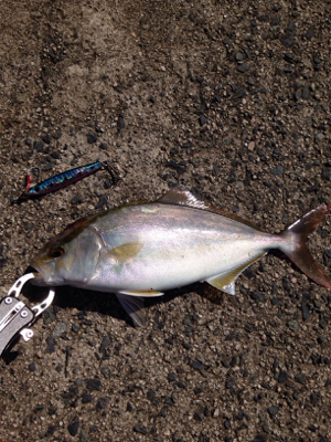 30cmアカヒラ、40cmサゴシ