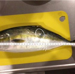 タチウオ釣りに行ったのに…