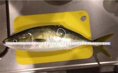 タチウオ釣りに行ったのに…