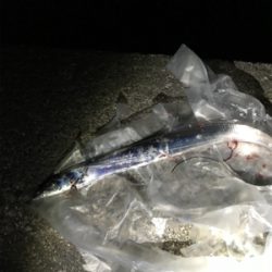 太刀魚は何処に？