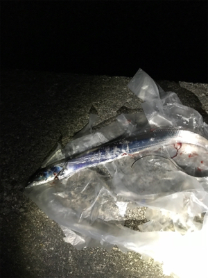 太刀魚は何処に？