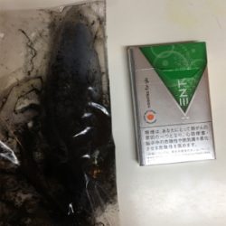 今年初エギング