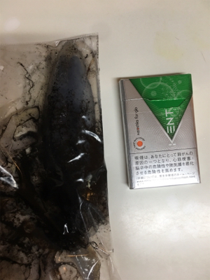 今年初エギング