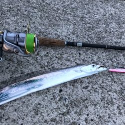 タチウオは居るが…