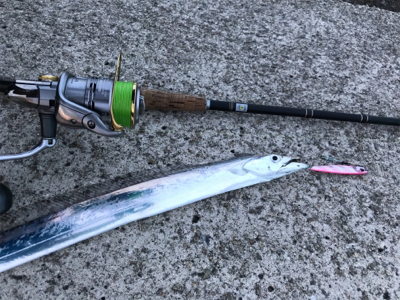 タチウオは居るが…