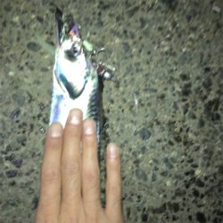 神戸東側もタチウオ好調です