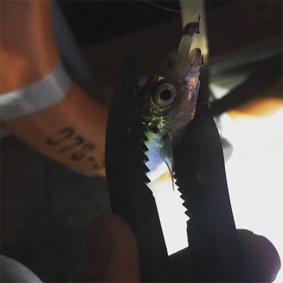 アジングとガシリング